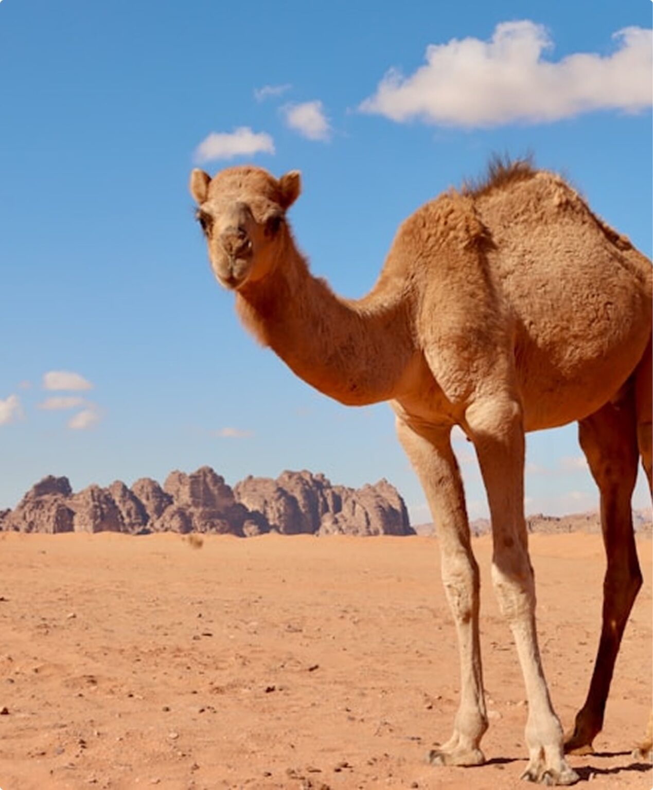 sud algérie sahara dunes oasis déseert