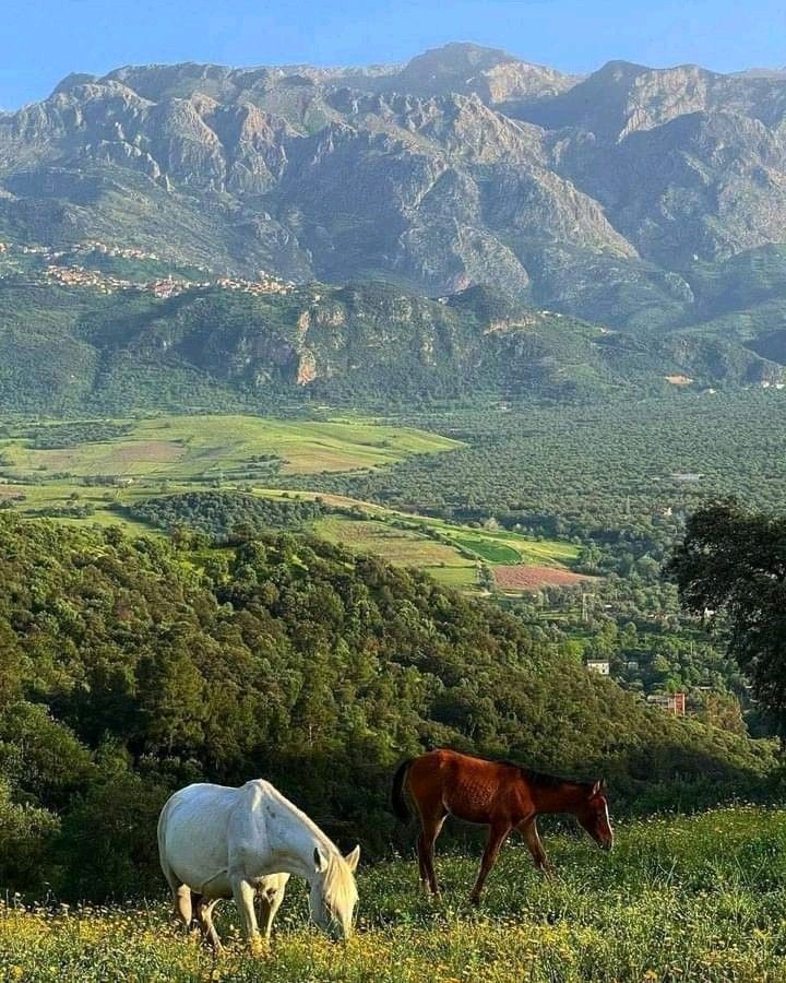 paysage kabylie djurdjura est algérie chevaux nature montagne